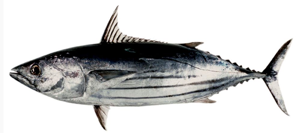 Katsuwonus pelamis_04.jpg